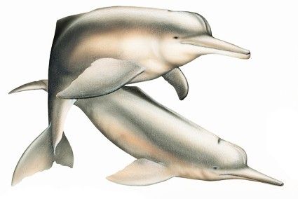 Delfín del Amazonas o Boto (Inia geoffrensis)